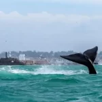 Barranquilla honra a Sofía Vergara con una impresionante estatua en su cumpleaños