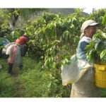 República Dominicana: Un año de récords en turismo